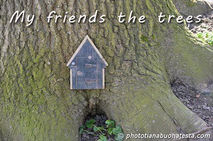 My friends the trees